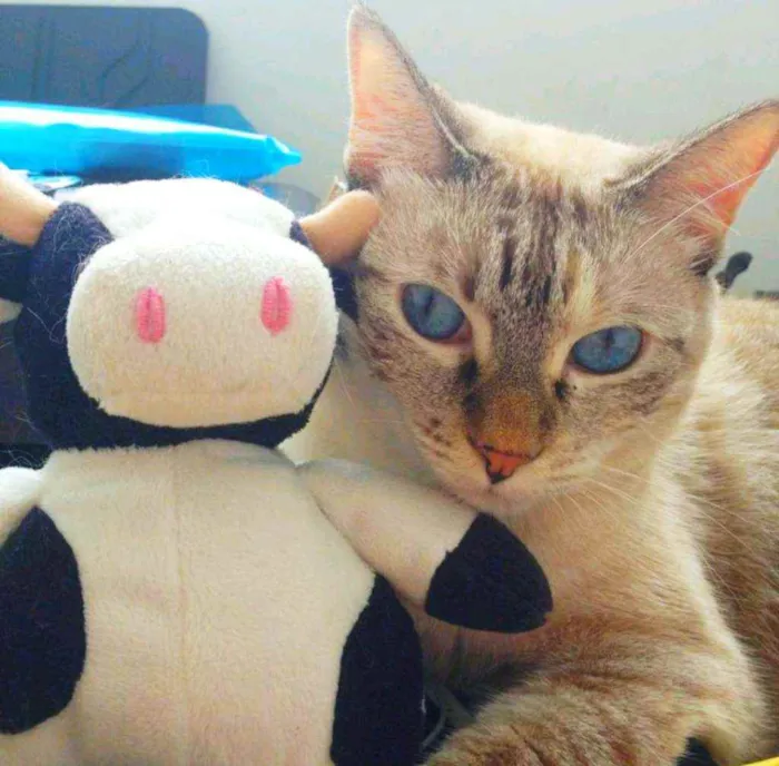 Gato ra a Srd idade 6 ou mais anos nome Marie, Luke e Charli