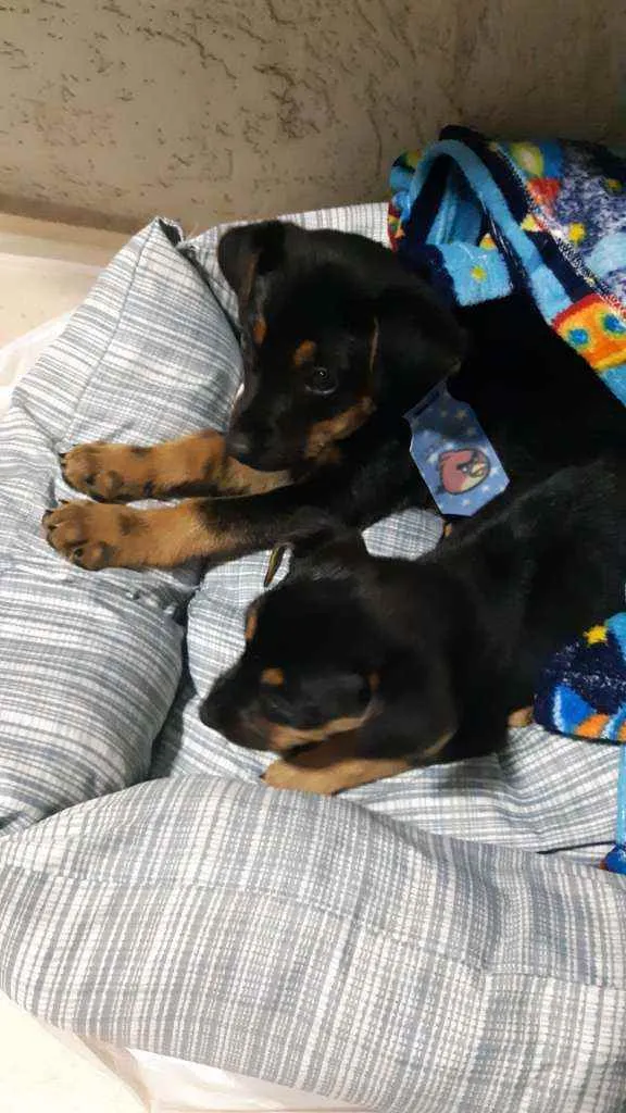 Cachorro ra a Não definida. idade Abaixo de 2 meses nome Não tem