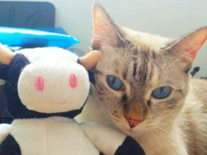 Gato raça Srd idade 6 ou mais anos nome Marie, Luke e Charli