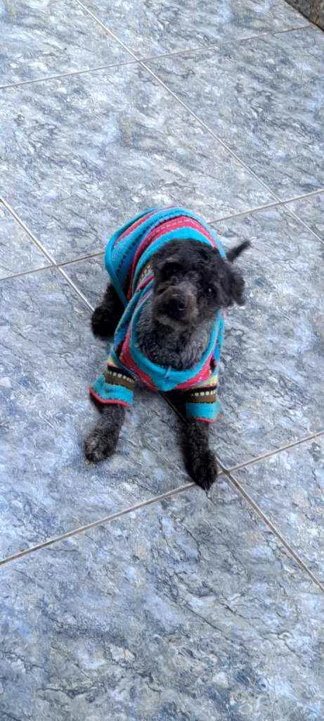 Cachorro ra a poodle legitimo.  idade 2 anos nome Chase