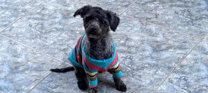 Cachorro ra a poodle legitimo.  idade 2 anos nome Chase