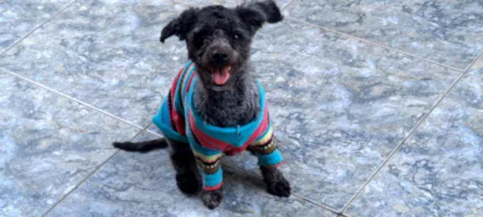 Cachorro ra a poodle legitimo.  idade 2 anos nome Chase