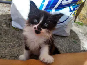 Gato raça Não sei  idade 2 a 6 meses nome Sem nome 