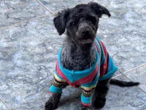 Cachorro raça poodle legitimo.  idade 2 anos nome Chase