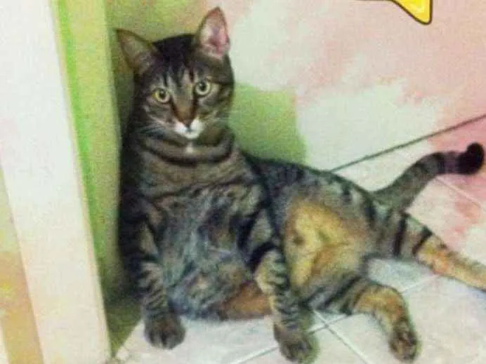 Gato ra a Indefinida idade 6 ou mais anos nome Napoleão