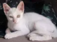 Lulu