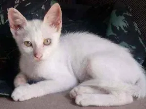 Gato raça Srd idade 2 a 6 meses nome Lulu