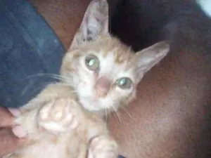 Gato raça Srd idade 2 a 6 meses nome Galego