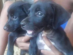 Cachorro raça Vira lata  idade Abaixo de 2 meses nome Nao identificado 