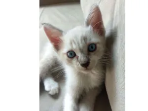 Gato raça Sem raça definida idade Abaixo de 2 meses nome Bob