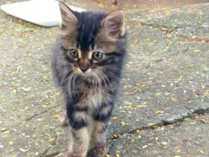 Gato raça SRD idade 2 a 6 meses nome Danoninho