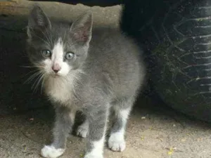 Gato raça SRD idade 2 a 6 meses nome Drops