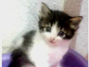 Gato raça  idade  nome Lindos Irmãozinhos