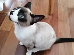 Gato raça SRD idade 2 a 6 meses nome Dakota, Denver