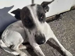 Cachorro raça Vira Lata idade 3 anos nome Lola