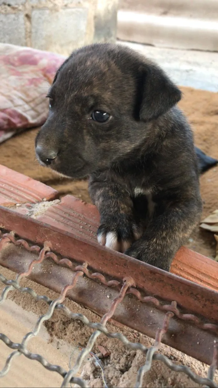 Cachorro raça vira lata  idade Abaixo de 2 meses nome a sua escolha 