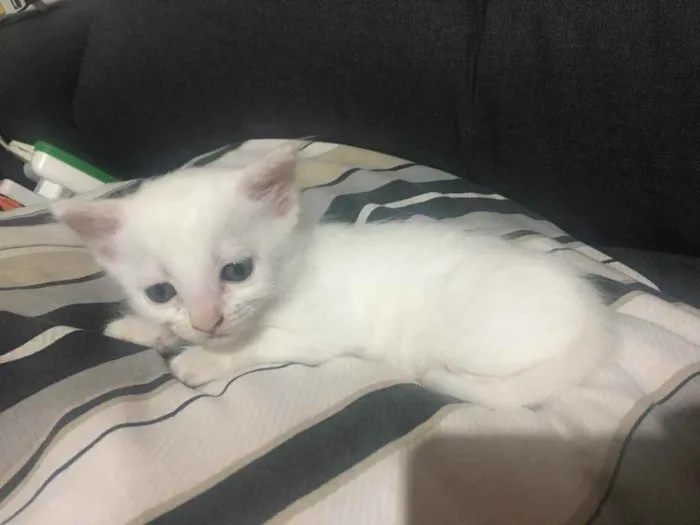 Gato ra a Desconhecido idade Abaixo de 2 meses nome Japinha