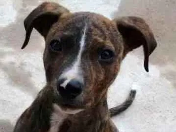 Cachorro ra a SRD idade 2 anos nome Tairone