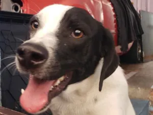 Cachorro raça SRD idade 7 a 11 meses nome Manchinha