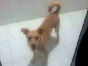 Cachorro raça Indefinida idade 7 a 11 meses nome Mike