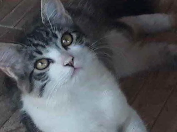 Gato ra a Srd idade 2 a 6 meses nome Nina
