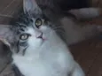 Nina