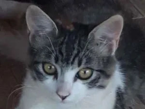 Gato raça Srd idade 2 a 6 meses nome Nina