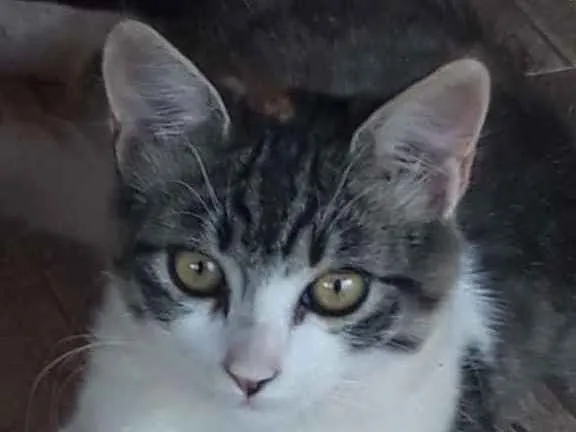 Gato ra a Srd idade 2 a 6 meses nome Nina