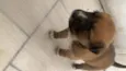 Bebês da Belinha 
