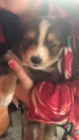 Bebês da Belinha 