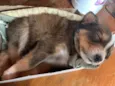 Bebês da Belinha 