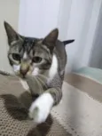 Angelina