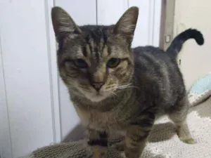 Gato raça Srd idade 1 ano nome Tigrão 