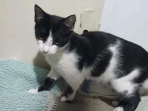 Gato raça Srd idade 2 a 6 meses nome Black