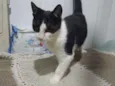 Angelinho