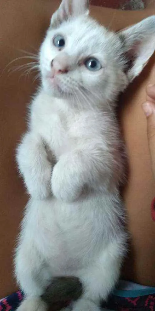 Gato raça Vira lata idade Abaixo de 2 meses nome Xena