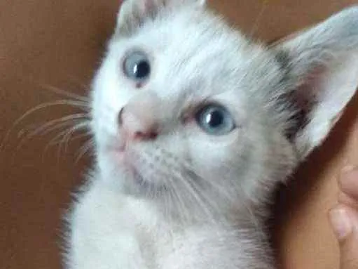 Gato raça Vira lata idade Abaixo de 2 meses nome Xena