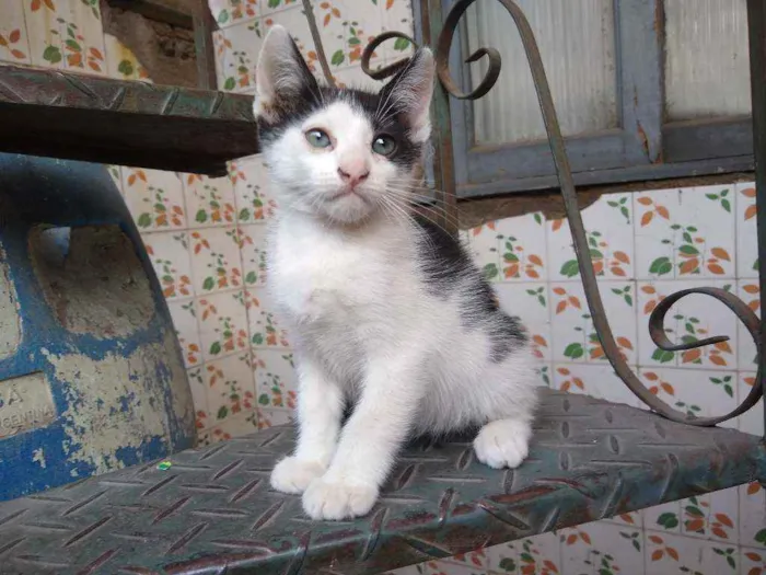 Gato raça Vira lata idade Abaixo de 2 meses nome Pintado