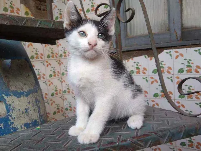 Gato raça Vira lata idade Abaixo de 2 meses nome Pintado