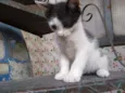 Pintado