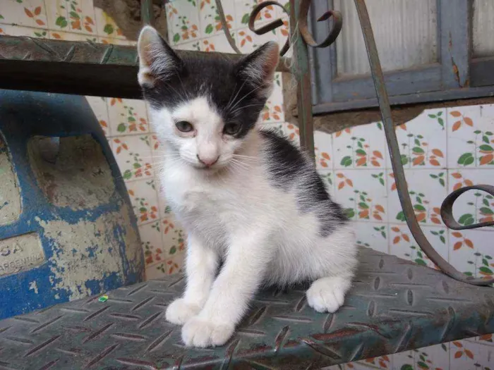 Gato raça Vira lata idade Abaixo de 2 meses nome Pintado