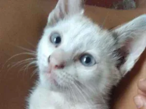 Gato raça Vira lata idade Abaixo de 2 meses nome Xena