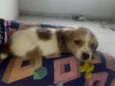 Leona