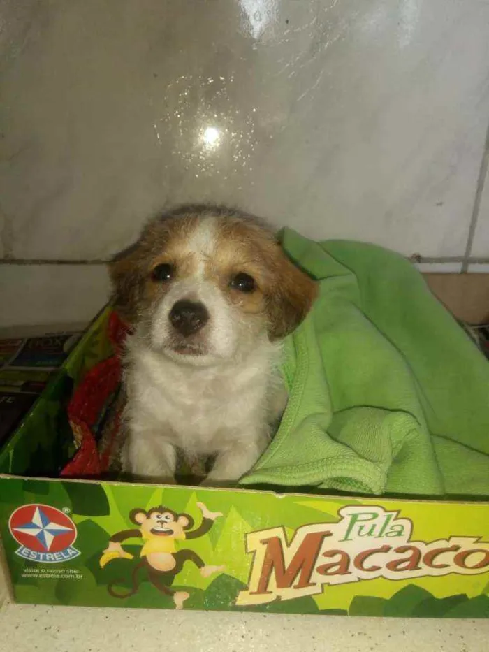 Cachorro ra a SRD idade 2 a 6 meses nome Leona