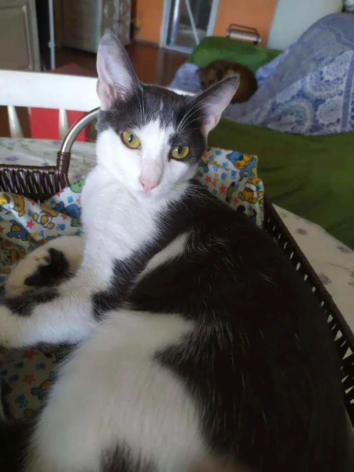 Gato ra a SRD idade 2 a 6 meses nome Leon