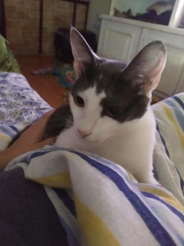 Gato ra a SRD idade 2 a 6 meses nome Leon