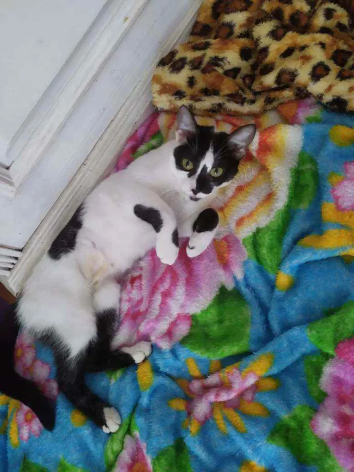Gato ra a SRD idade 2 a 6 meses nome Samia