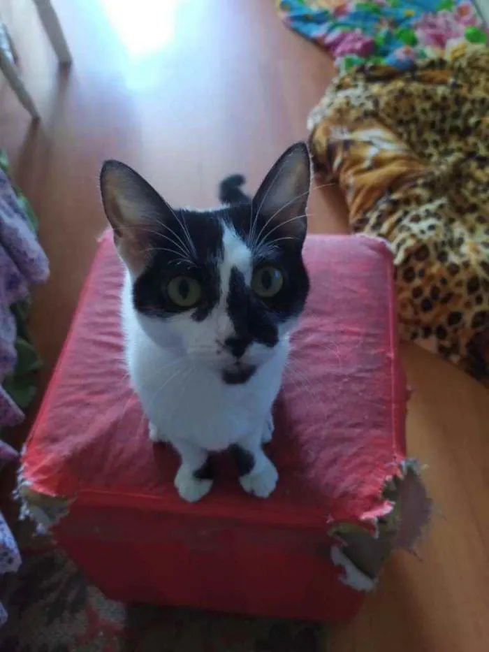 Gato ra a SRD idade 2 a 6 meses nome Samia