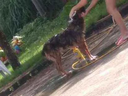 Cachorro raça Sem Raça Definida idade 6 ou mais anos nome Maradona