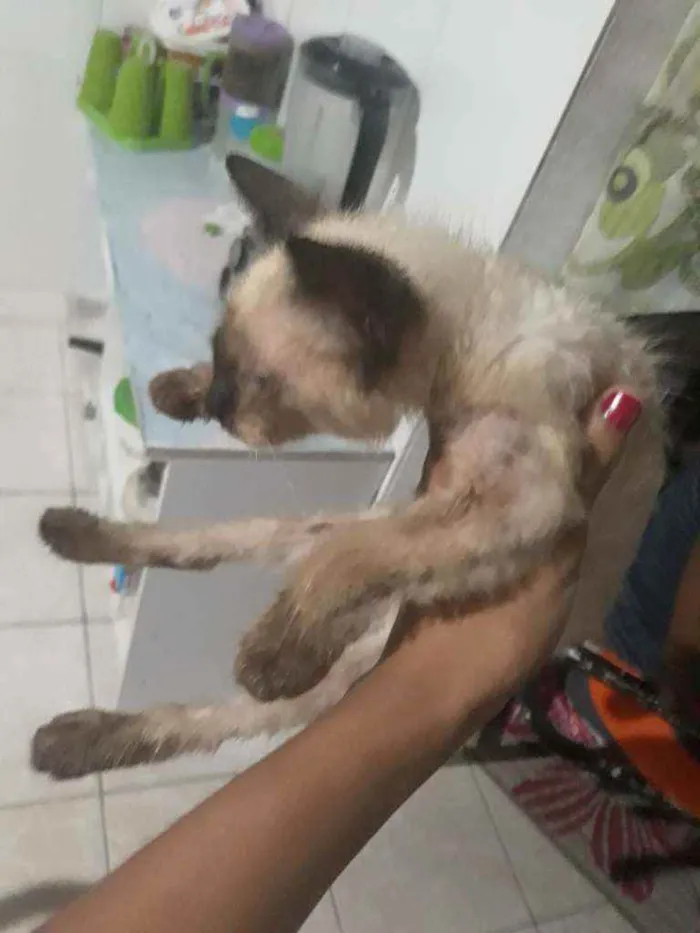 Gato ra a N sei idade 2 a 6 meses nome Pipoca